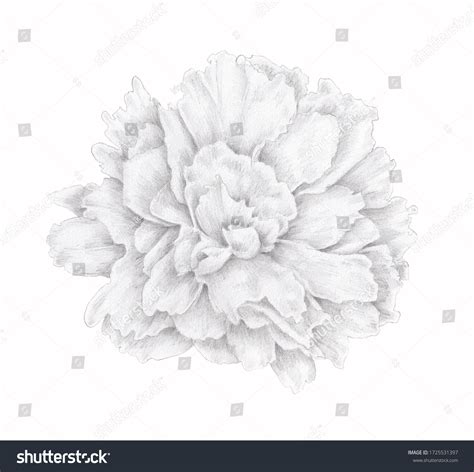 3,760 Peony Pencil Drawing Images, Stock Photos & Vectors | Shutterstock