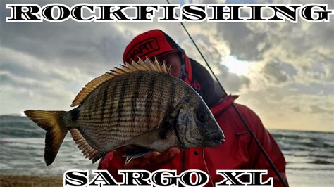 Rockfishing Buscando Sargos Con El Levante Me Entra Sargo Xl Youtube