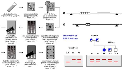 Restriction Fragment Length Polymorphism RFLP Biology Notes Online