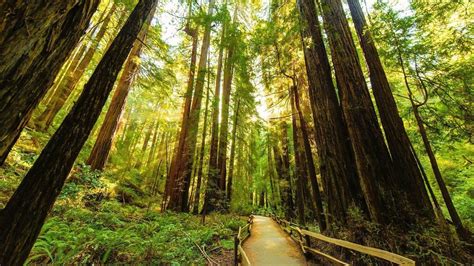 Redwood Forest Hd Wallpapers Top Free Redwood Forest Hd Backgrounds