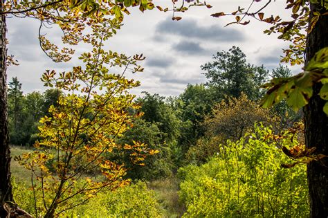 Wallpaper Sunlight Forest Garden Nature Park Branch Green