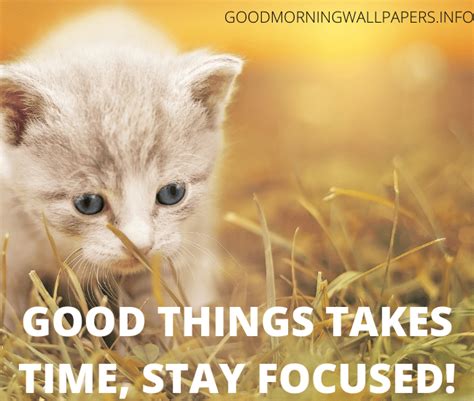 Good Morning Cat Images 2024 Beautiful Kitten Wallpaper And Pictures