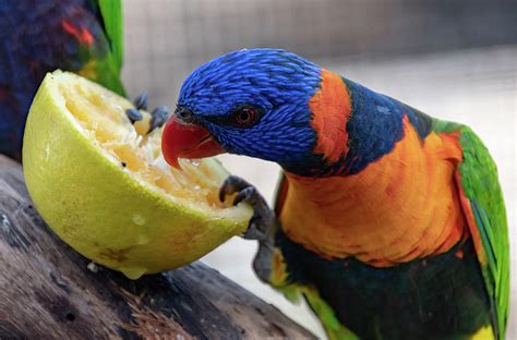 Rainbow Lorikeet Eating Fruit Photograph By Merrillie Redden