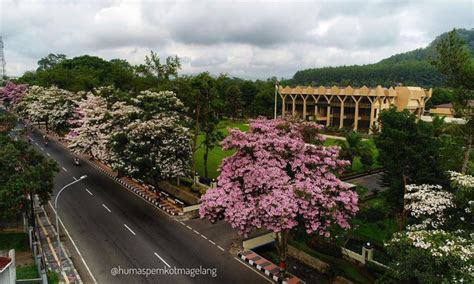 Detail Cari Gambar Pemandangan Bunga Sakura Koleksi Nomer 30