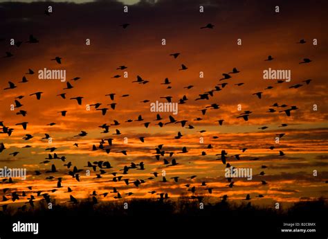 flock of birds flying in sunset Stock Photo - Alamy