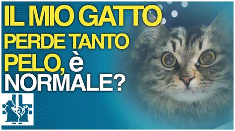 Il mio gatto perde tanto pelo è normale YouTube