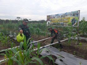 Swasembada Pangan Babinsa Koramil 01 Rumbai Dampingi Petani Penyiraman