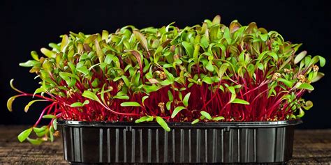 What Type Of Microgreens Should I Grow