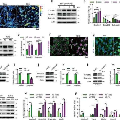 Kindlin 2 Deletion In Osteocytes Results In Remarkable Bone Loss In