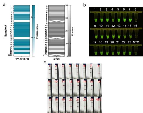 Evaluation Of Rpa Crisprcas12a Assay For Mrsa With 23 Clinical