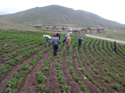 Reducen Las HectÁreas DaÑadas Por Efectos ClimÁticos En Bolivia