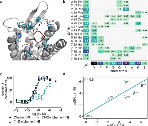 Binding Mode Of The Chemerin C Terminus At GPR1 A Best Scoring Model