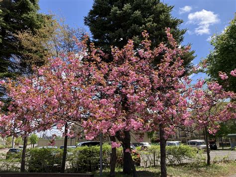 Beautifully blooming double-flowered cherry tree | Sapporo English