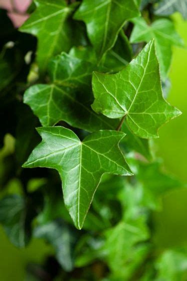 Hedera Helix C15 80 100 Cm