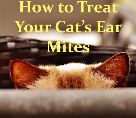 Ear Mites In Cats And Treatment Cat Mania For Cat Lovers