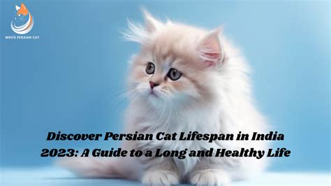 Discover Persian Cat Lifespan In India 2023 A Guide To A Long And