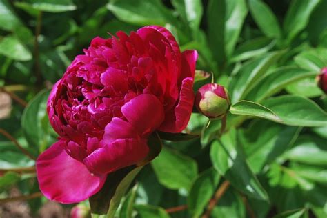 Pioenrozen In Huis En Tuin Tuincentrum De Driesprong