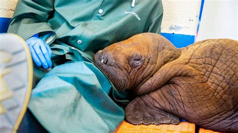 Abandoned walrus pup given constant cuddles to try and keep him alive | World News | Sky News