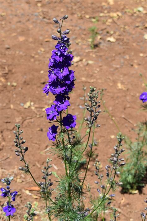 Silver Falls Seed Company Larkspur Rocket Dark Bluepurple