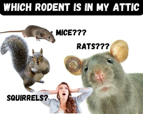 Rodent Exterminator Determine You Have Rodents In Your Home