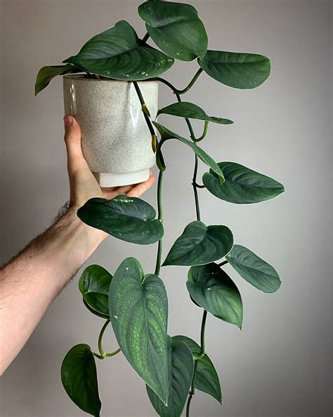 Ep. 109 - Scindapsus, Another Pothos! — Plant Daddy Podcast