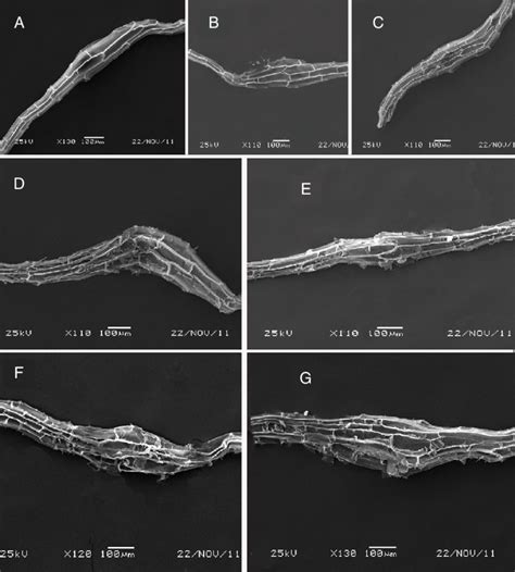 Scanning Electron Microscopy Observation Of Mature Seeds 180 Dap Of