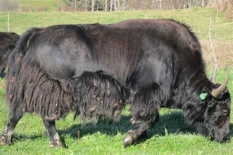 Vermont Yakthe Planets Greenest Red Meat Yaks For Sale 5000 For