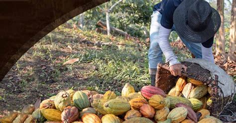 Paccari un caso de éxito de comercio justo del cacao ExpokNews