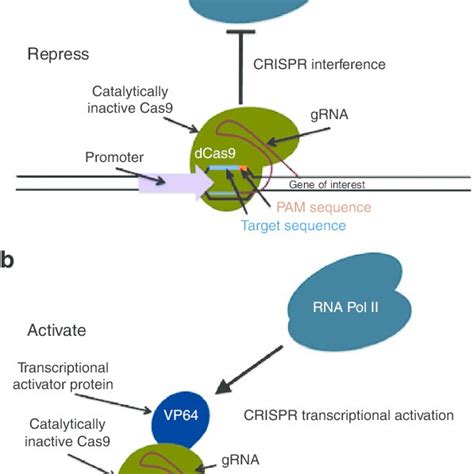 Application Of Dcas9 Based Transcriptional Control The Dcas9 Can Be