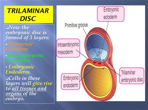 Embryonic Disc