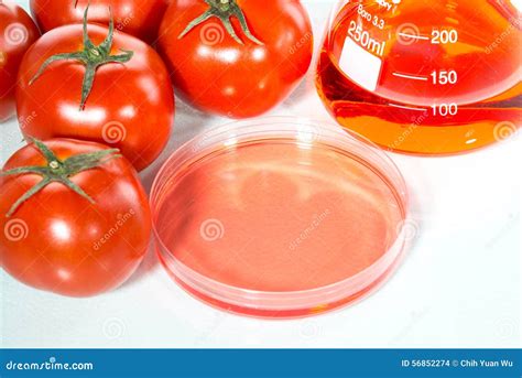 Vegetable Test Genetic Modification Tomato Stock Photo Image Of