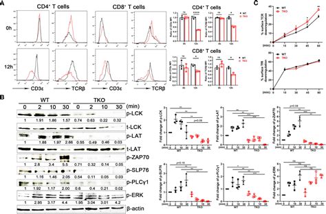 Frontiers Ccdc134 Facilitates T Cell Activation Through The