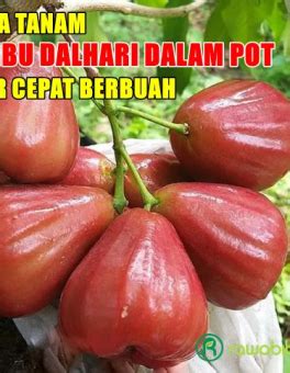 Solusi Bibit Buah Unggul I Rawa Bibit