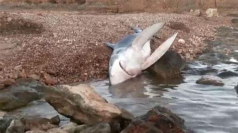 Muere El Tibur N Que Sembr El Caos En Una Playa De Orihuela