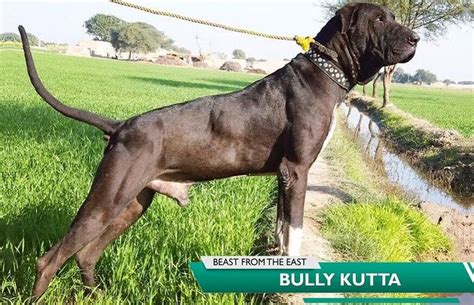 Bully Kutta dog breed characteristics, appearance and pictures | Dog breeds, Dogs, Breeds