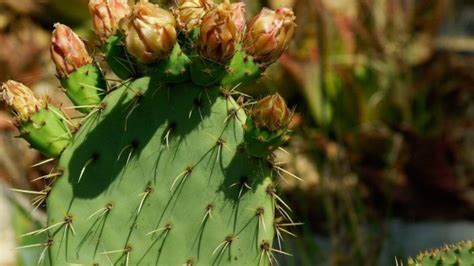 The Amazing Cacti 7 Health Benefits Of Prickly Pears Pear Health Benefits Prickly Pear