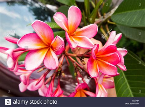 Red Plumeria Plumeria Rubra Hi Res Stock Photography And Images Alamy