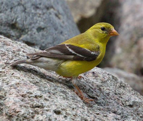 American Goldfinch | San Diego Bird Spot