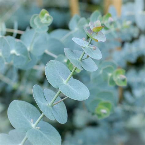 Eucalyptus Pulverulenta Baby Blue Florist Silver Dollar 1 Starter 4