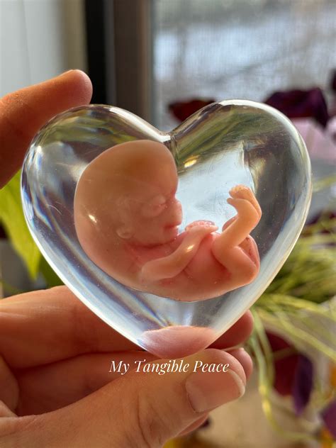 Ready To Ship 10 11 Week Gestation Fetus Memorial Honor Etsy