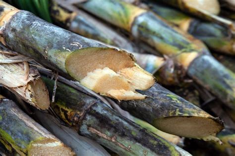 Pila De Caña De Azúcar En Plantaciones De Caña De Azúcar En Temporada