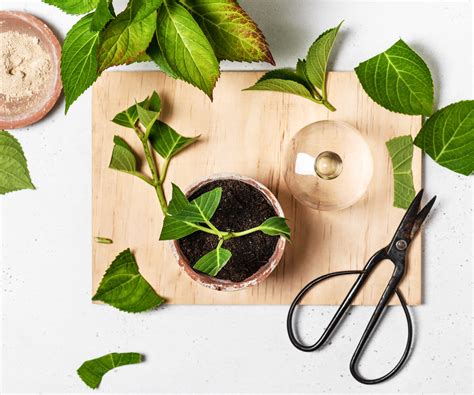 propagate  hydrangea  cuttings gardening