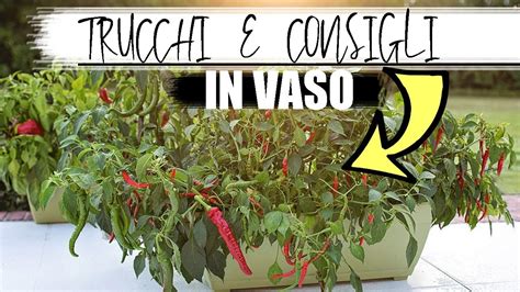 COME COLTIVARE IL PEPERONCINO IN CASA YouTube