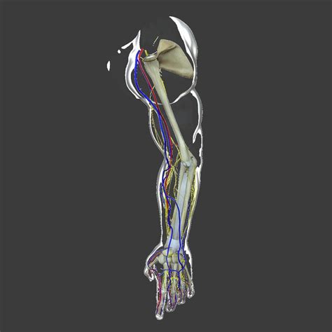 Complete Male Arm Anatomy 3d Model By Dcbittorf