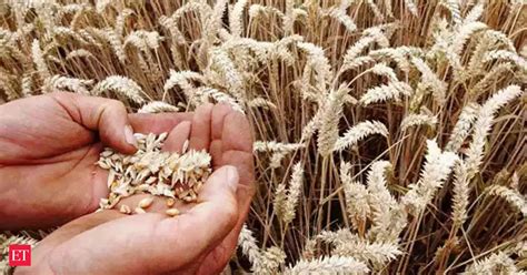 India Wheat Will Ensure Wheat Supply Rein In Hoarders Food Secretary