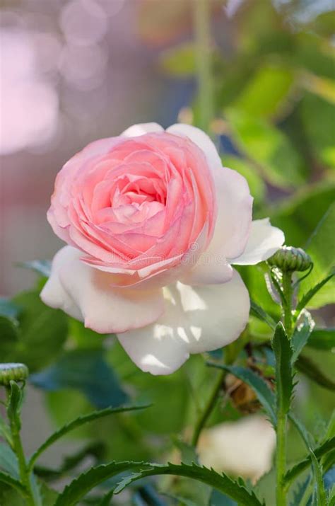 White And Pink Roses Eden Rose In The Summer Garden Stock Image Image