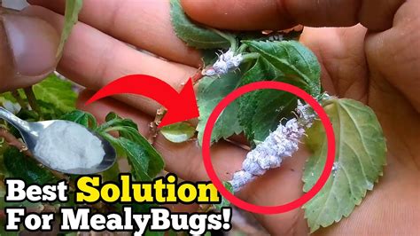 How To Treat Mealybugs Mealybugs On Hibiscus Plant Best Pesticide