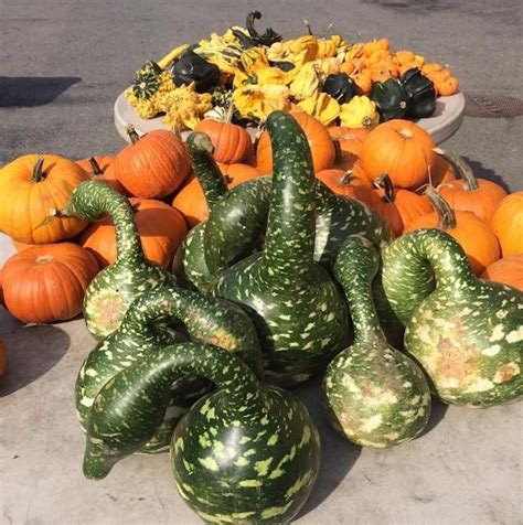 Festive Gourds That Are Basically Just Sex Toys