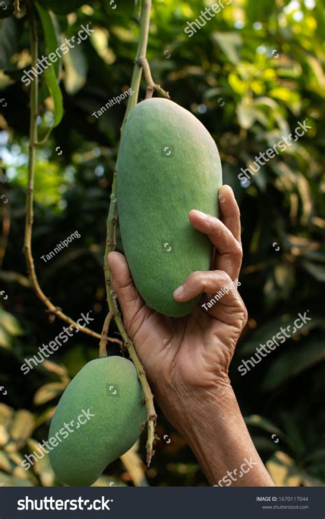 2 095 Mango Picking Images Stock Photos Vectors Shutterstock