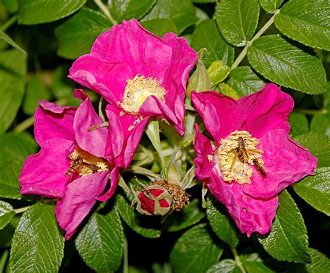 Kartoffelrose Kartoffel Rose Rosa rugosa c Norbert Krü